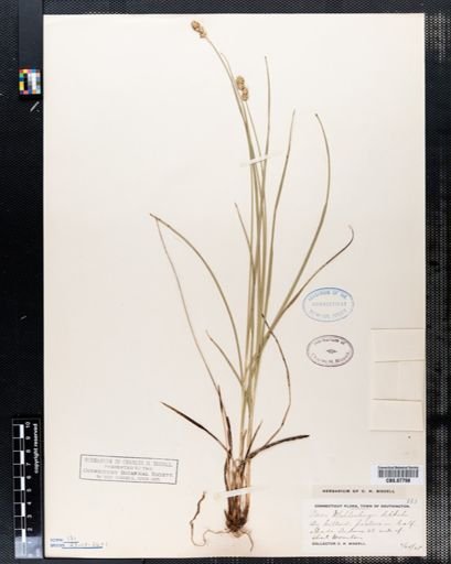 Carex muhlenbergii