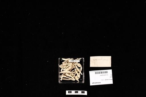 Actinopterygii