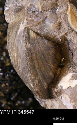 Limopsis striatopunctatus