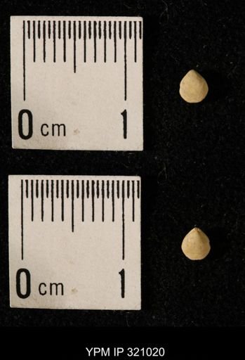 Dielasma elongatum