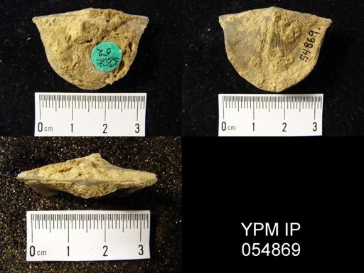 Strophonella reversa