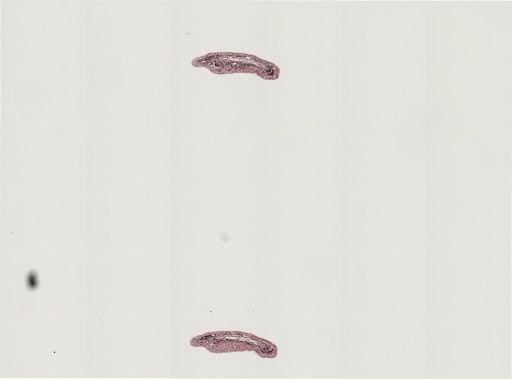 Plagiostomum morgani