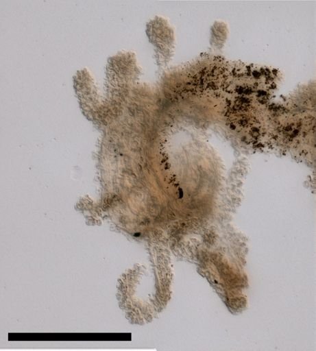 Rhizophysa eysenhardtii