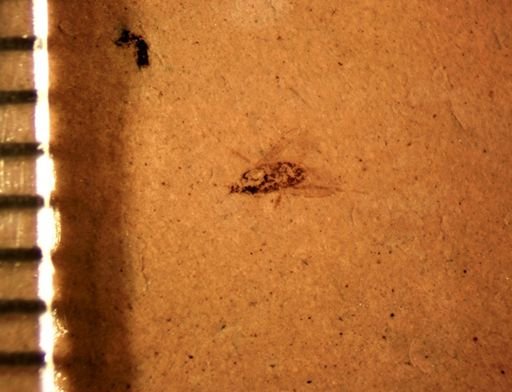 undet. Diptera