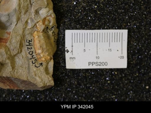 Hoploscaphites sp.