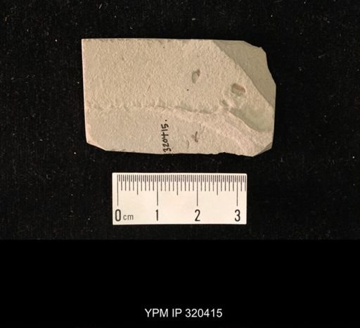 undet. Mycetophilidae