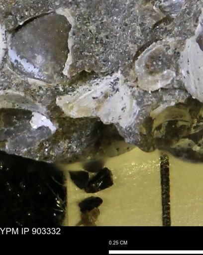 undet. Mollusca