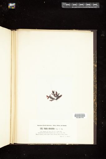 Vidalia obtusiloba