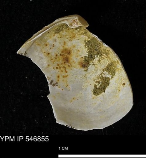 Cumingia tellinoides