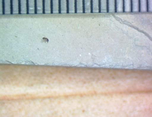undet. Hexapoda