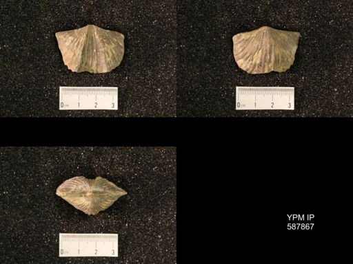 Platystrophia ponderosa