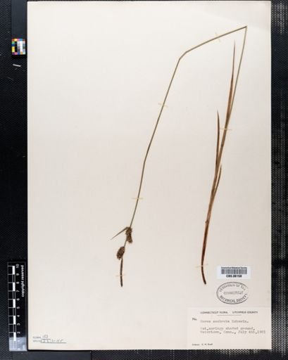 Carex scabrata