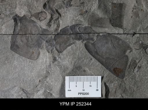 undet. Eurypterida