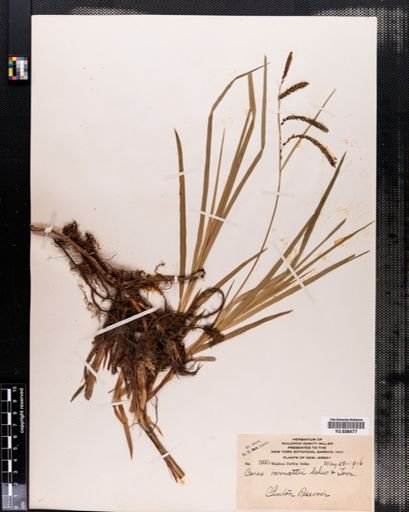 Carex barrattii