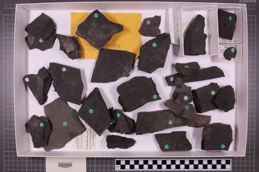 mixed taxa, stratigraphic collection
