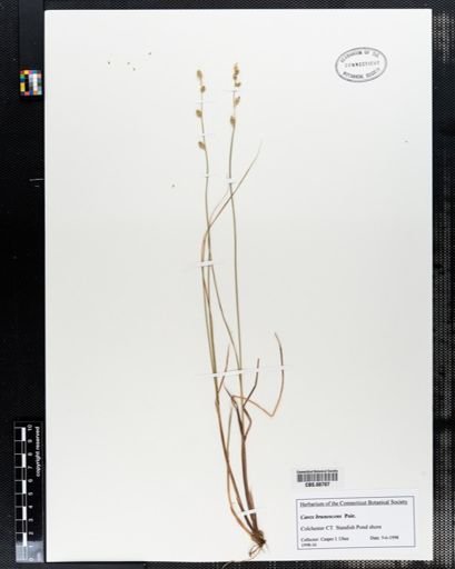 Carex brunnescens