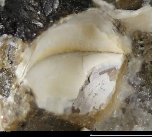 Corbulamella gregaria