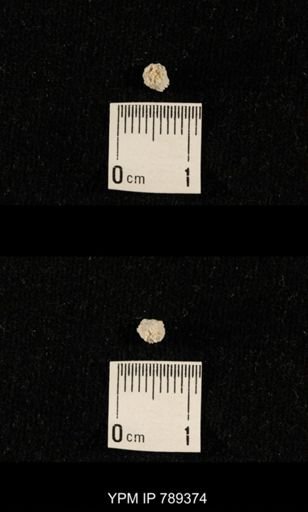 undet. Bryozoa