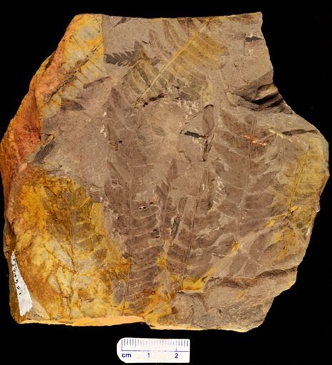 Cladophlebis sp.