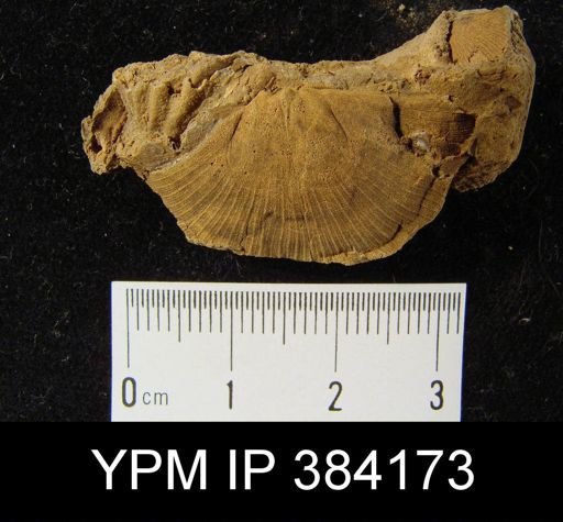 Brachyprion majus