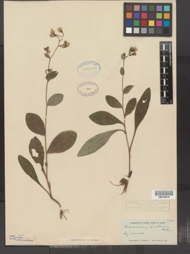 Hieracium scabrum