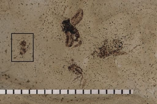 Hymenoptera?