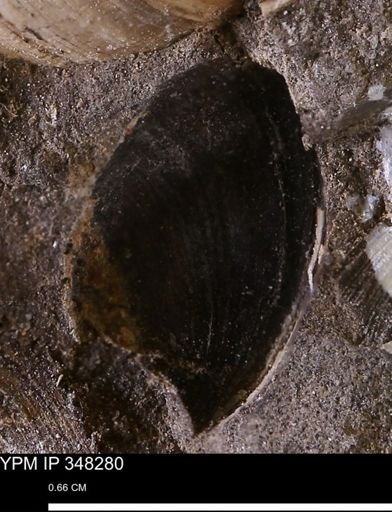 Limopsis striatopunctatus