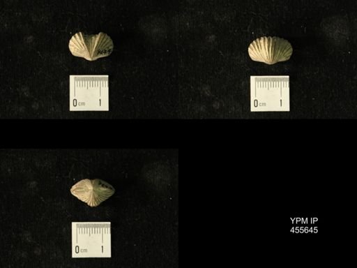 Platystrophia profundsulcata