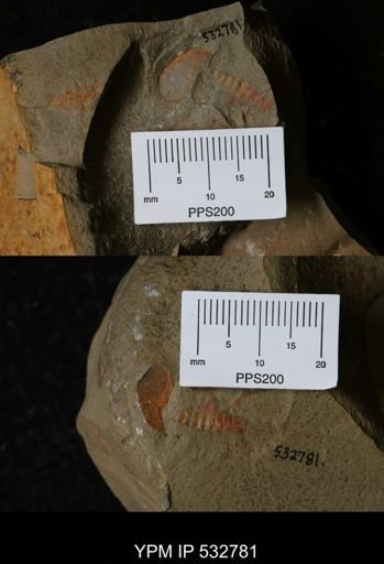 undet. Xiphosurida