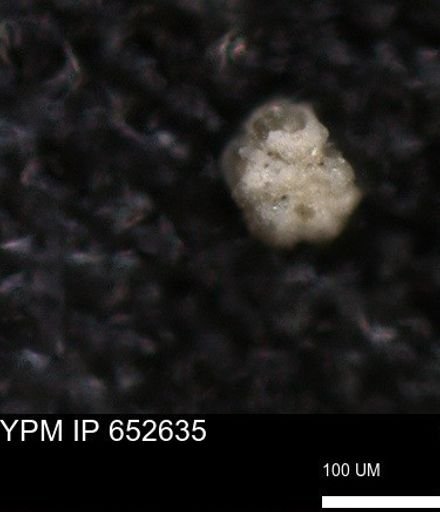 undet. Foraminiferida