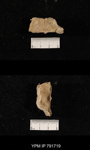 undet. Brachiopoda