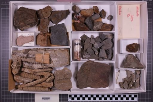mixed taxa, stratigraphic collection