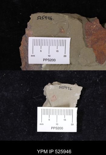 undet. Linguloidea