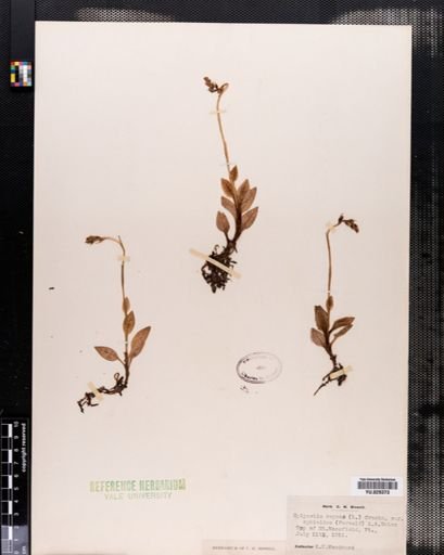 Plantae