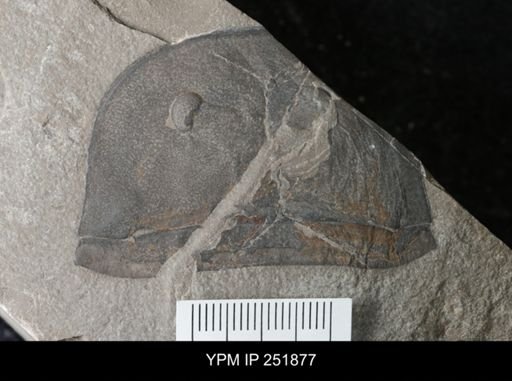 Eurypterus sp.