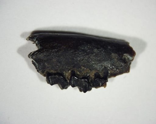 Teilhardina