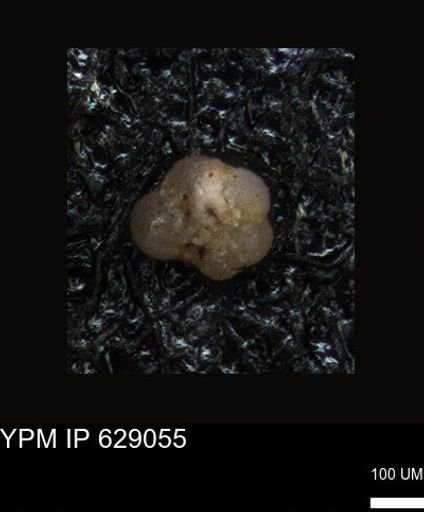 undet. Foraminiferida