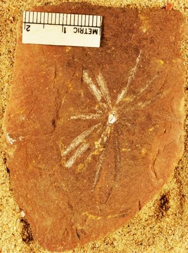 Annularia radiata