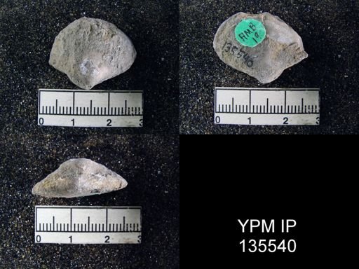 Athyris capillata
