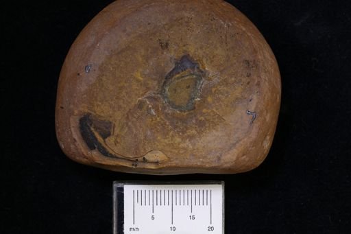 Pygocephalus gracilis