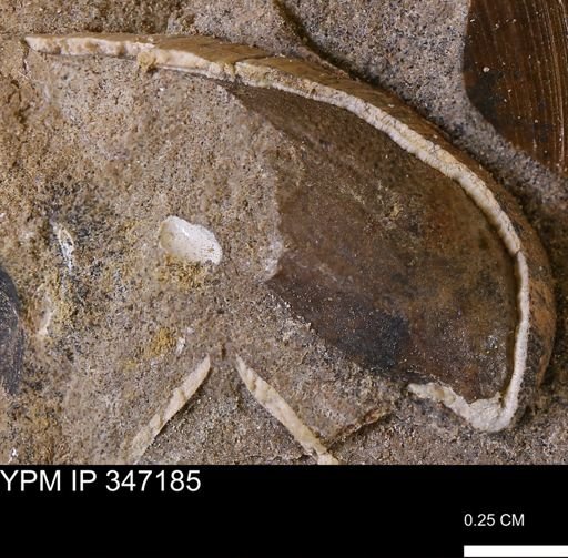 undet. Bivalvia