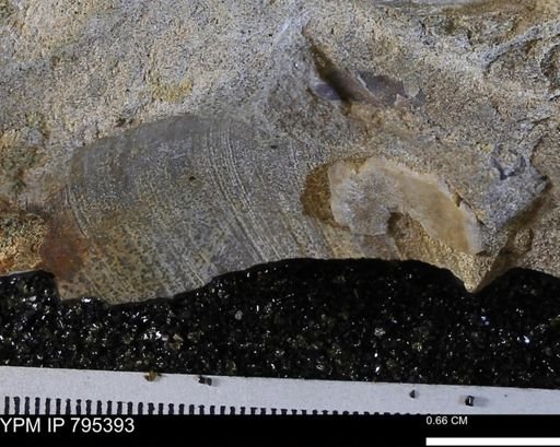 undet. Bivalvia