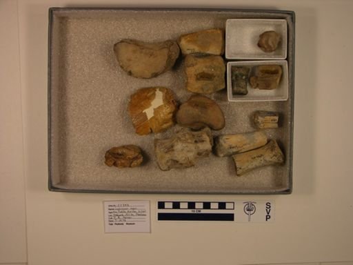 Hadrosauridae