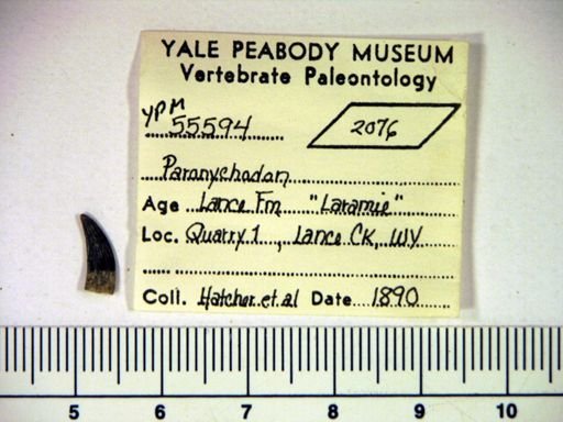 Paronychodon sp.