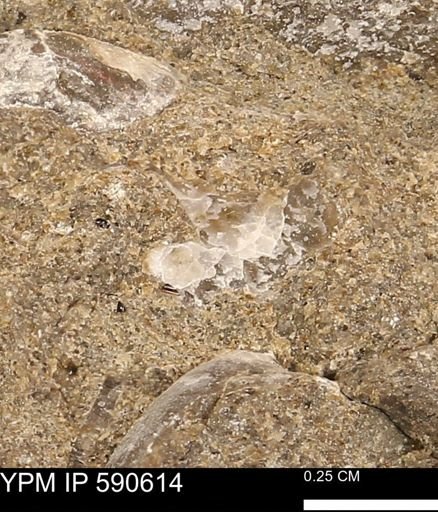 Ostrea sp.