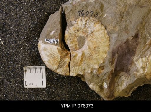 Hoploscaphites birkelundi