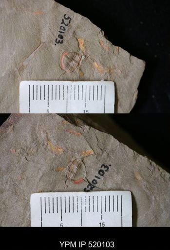 undet. Asaphidae