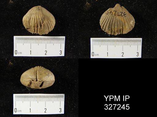 Camarotoechia sp.