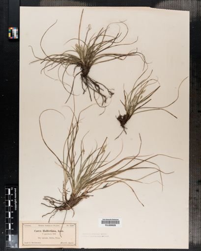Carex