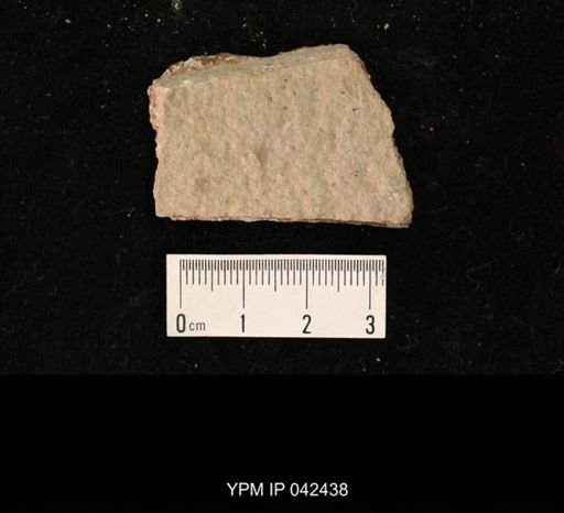 undet. Hexapoda
